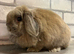 Mini Lop Girl