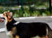 KC registered female.