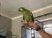 BLUE FRONTED AMAZON