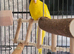Hand tame bonded breeding pair