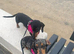 Miniature dachshunds