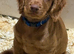 Fully vaccinated Cocker spaniel pups