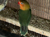 Breeding pair of budgies