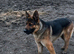 Beautiful German Shepard pups