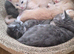 Stunning litter of creams and blues