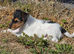 Fox terrier puppies