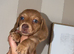 8 week old male puppy looking for his forever home