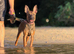 Beautiful Belgian Shepard puppy