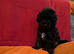 Toy poodle puppies KC reg Fully Vaccinated