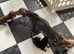 KC Registered Miniature Dachshund
