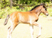 Saffie 14.2hh 3 year old