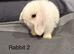 5 baby mini lop rabbits