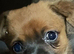 Pomchi puppies.