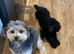 Toy cockapoo pups