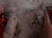 Purebred Scottish fold