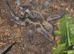 Adult Female Psalmopeus cambridgei (Trinidad Chevron) with 30x30x45 Exo Terra