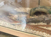 Young corn snake