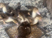 Muscovy ducklings