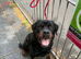 Male Rottweiler
