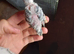 2026 bred birds