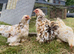 Millifleur bantams frizzle/smooth