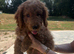 Cockapoo puppies for sale