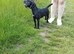 Patterdale terrier