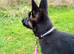 Shepkita shepherd puppy ready to leave