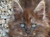 Maine coon black/smoke males
