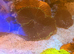 Marine tank, fish and corals for sale. All must go