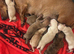 5 beautiful mini dachshunds stunning colours