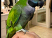 Baby tamed derbyah talking parrot
