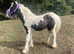 Lilly filly foal 6 months old
