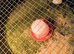 Button quails for sale