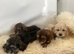 Cocka poo puppies for sale