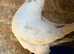 Modena and Iranian Pigeon