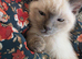 Ragdoll