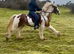 Safe and fun all rounder for all the family
