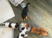Jack Russel puppy