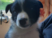 Top quality Border Collie Pups