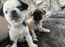 Pug Puppies due 9th September
