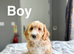 Drizzle lovely light cockapoo boys ready now