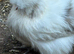 Usa silkie pairs chocolate /paints/buffs /blacks 16 weeks old dna sexed 1 cock 1 hen