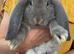 Beautiful Quality French Lops
