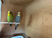 Breeding pair of budgie