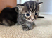 3 Cute Tabby kittens