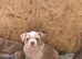 Pocket American Bully Puppies
