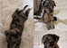 Small Roughcoated Sighthound Beddie Pups Looking 4 Homes.