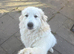 Pyrenees mountain dog girl for sale