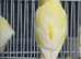 This years baby Fife canaries